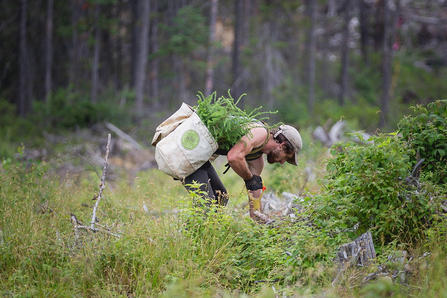 Plant_Trees-2_OPT.jpg